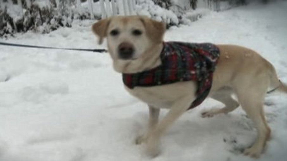 How to Avoid Holiday Weight Gain for Pets