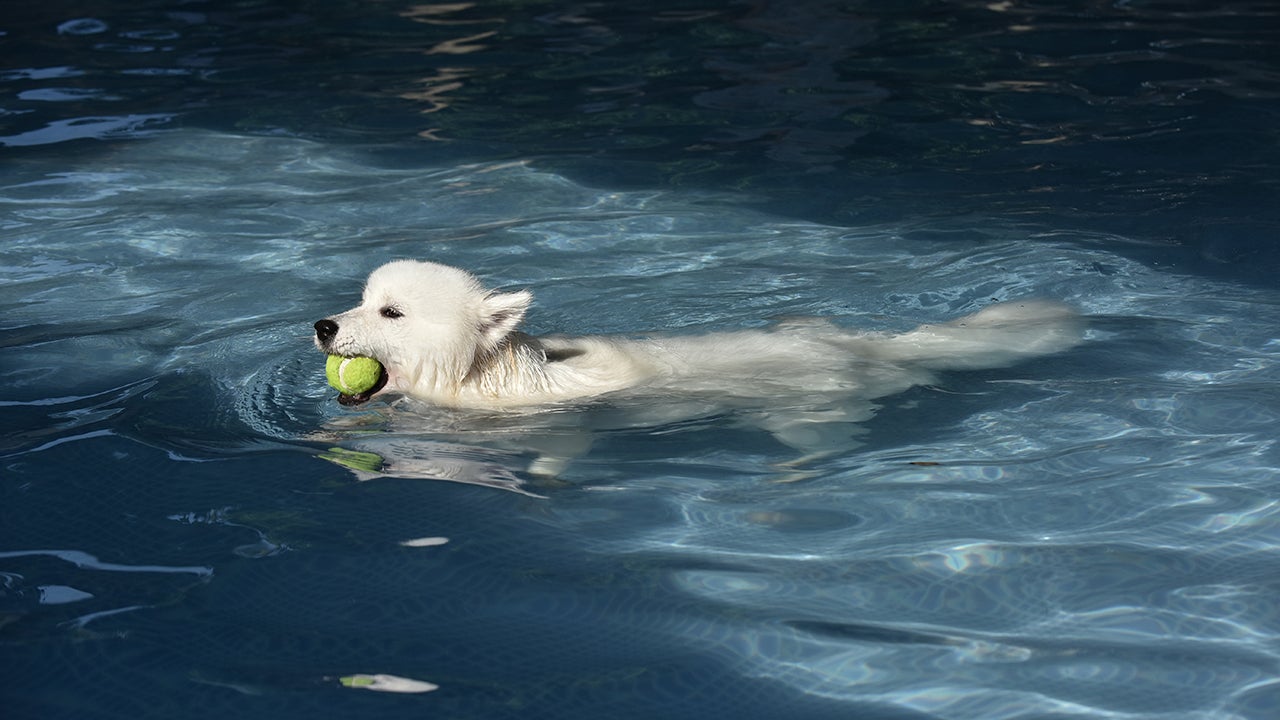 Pet Pool in China Lets Animals Cool Off as Hot Weather Continues (PHOTOS)