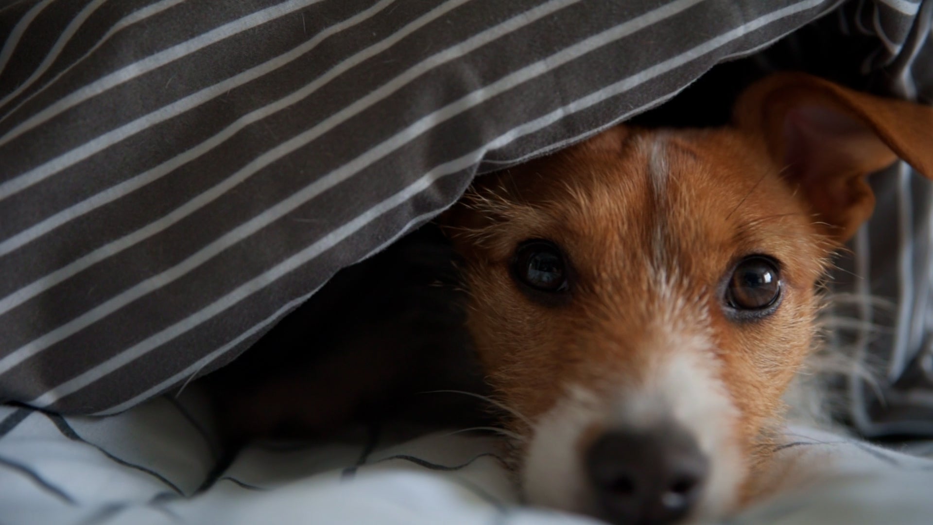 Pets and Power Outages: Here&rsquo;s What To Know