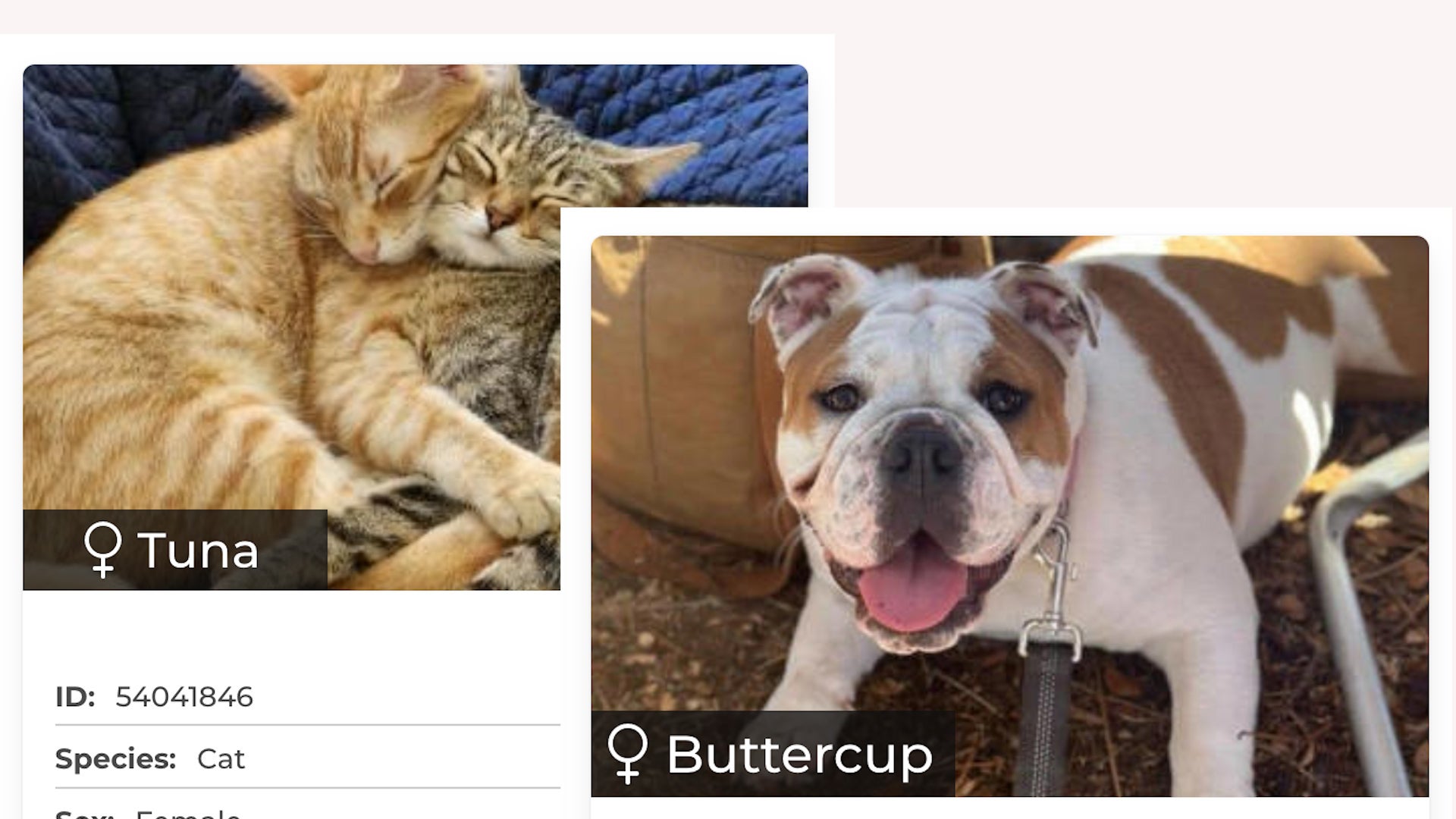 pets 1.jpg