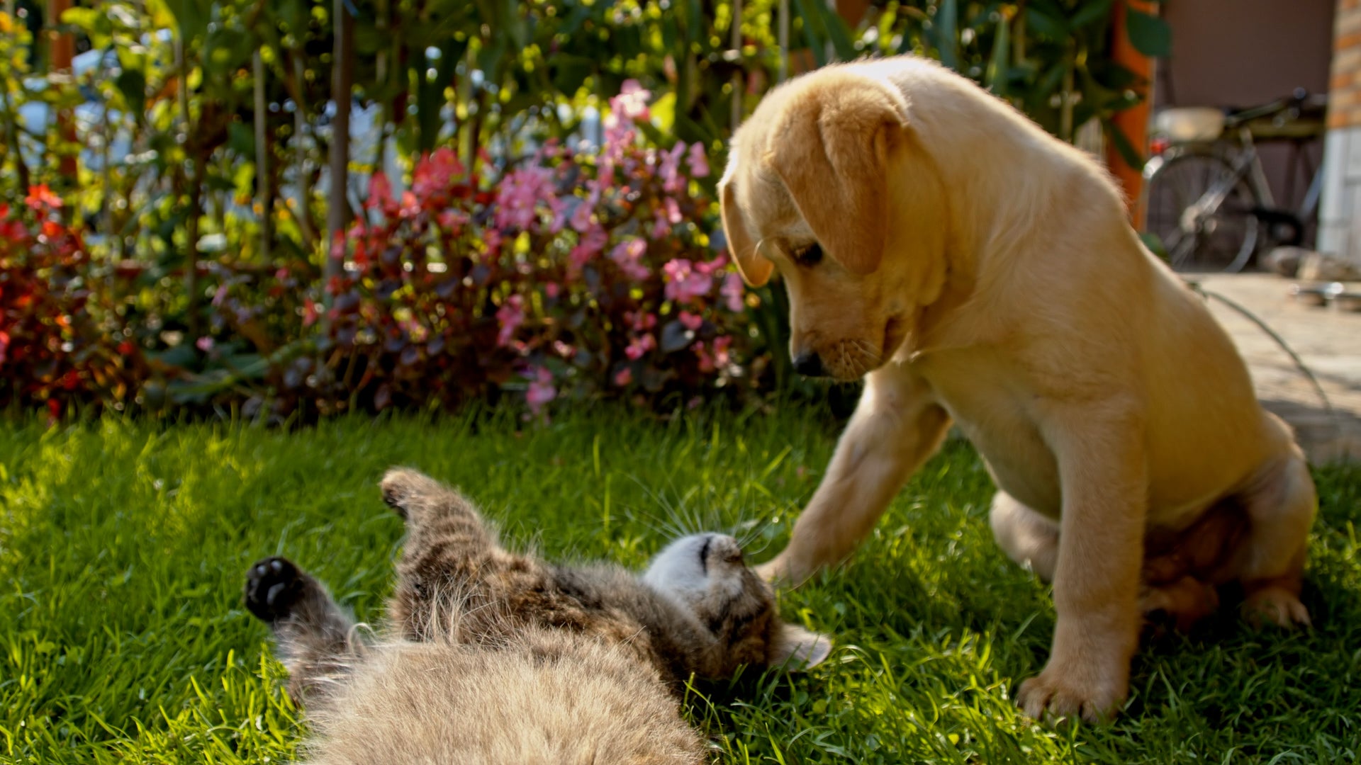 Which Popular Plants Are Poisonous To You And Your Pets?