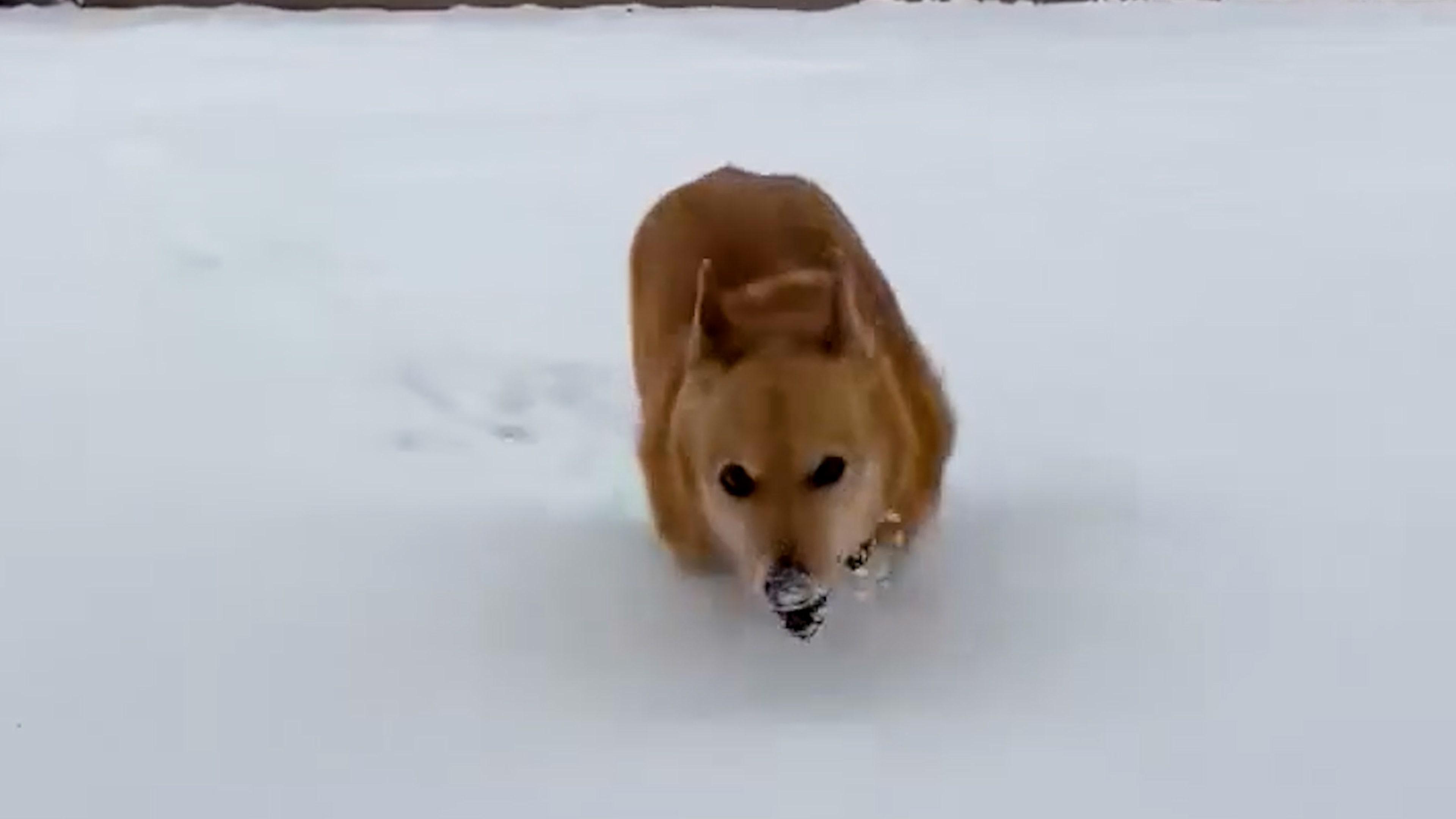 Watch Pets Pounce Through First Snow Day Of The Season