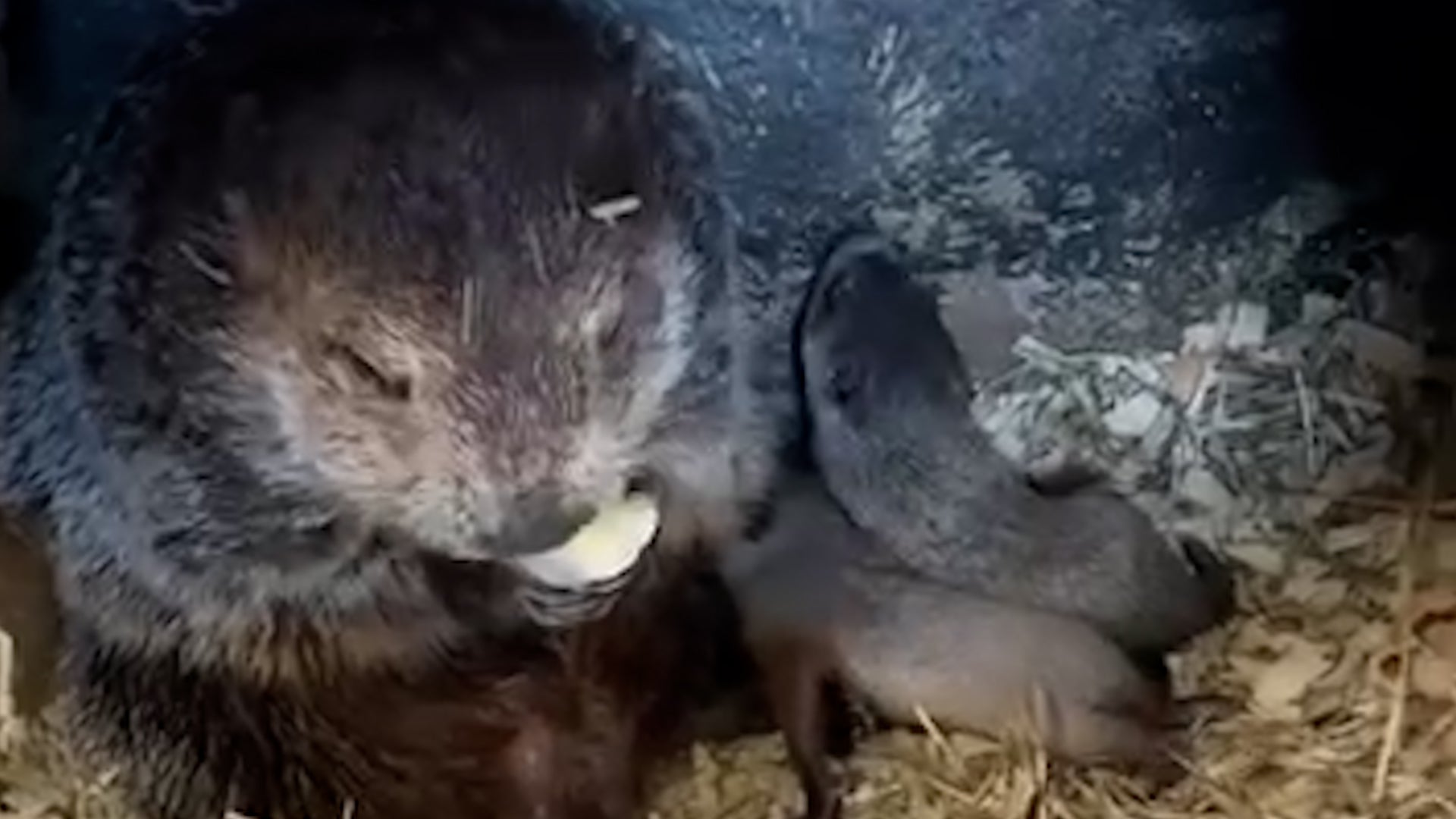 Punxsutawney Phil&rsquo;s Babies Officially Named