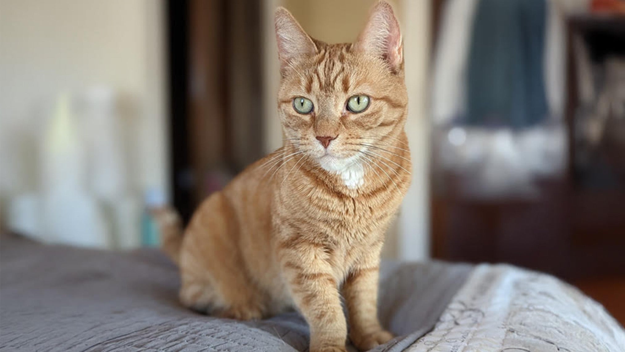 Weather Buddies: 'Phoebe'