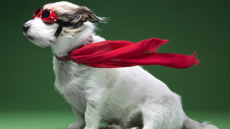 10 tips on how to photograph your dog