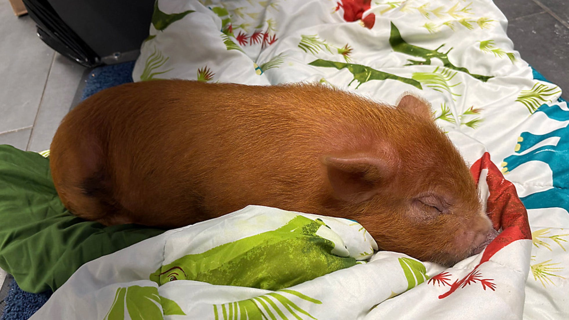 Runaway Pig Makes New Friends With Michigan Police After Snowy Morning Adventure