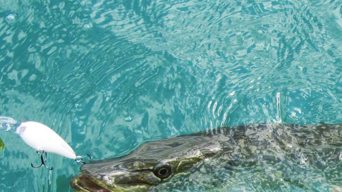 Pike Fishing Reaches Summer Peak