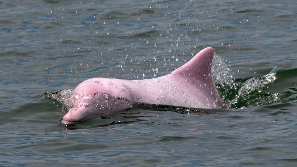 pink_dolphin_1_980x551.jpg?