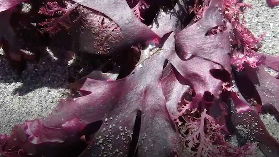 Feeding Cows Pink Algae May Help Fight Warming Climate Feeding Cows Pink Algae May Help Fight Warming Climate