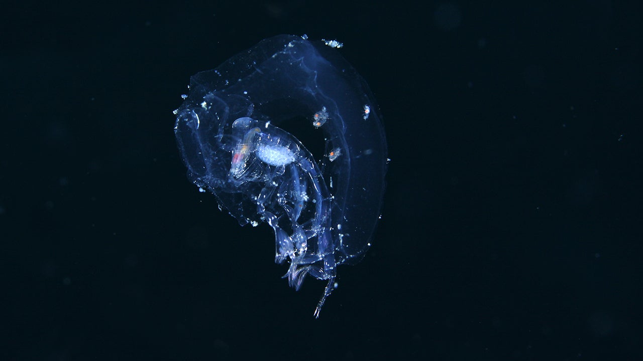 PHOTOS: Minuscule Sea Creatures Up Close