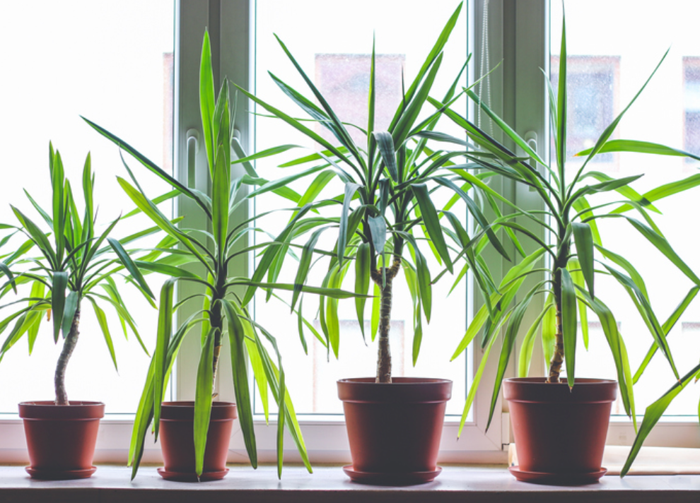 How To Keep Your Indoor Plants Alive