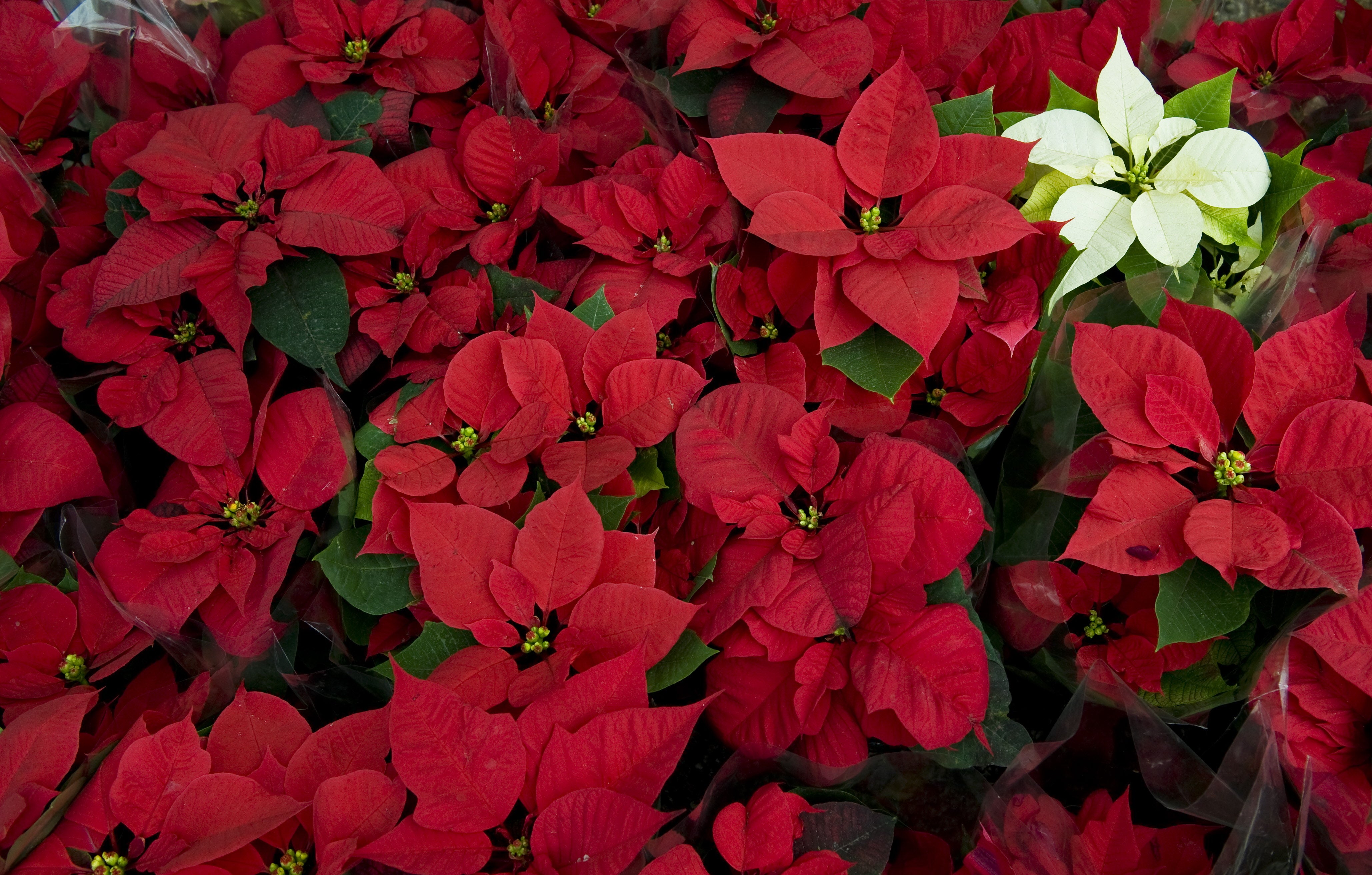 5 Tips for Caring for Poinsettias
