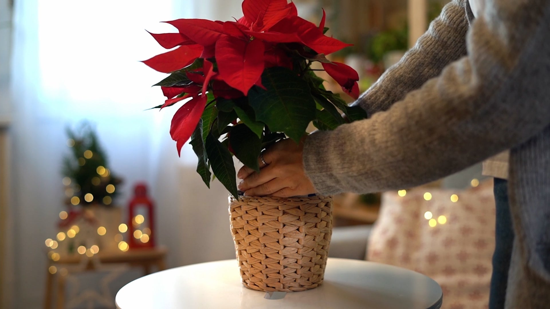 How To Keep Your Poinsettia Looking Lush, Long After Christmas