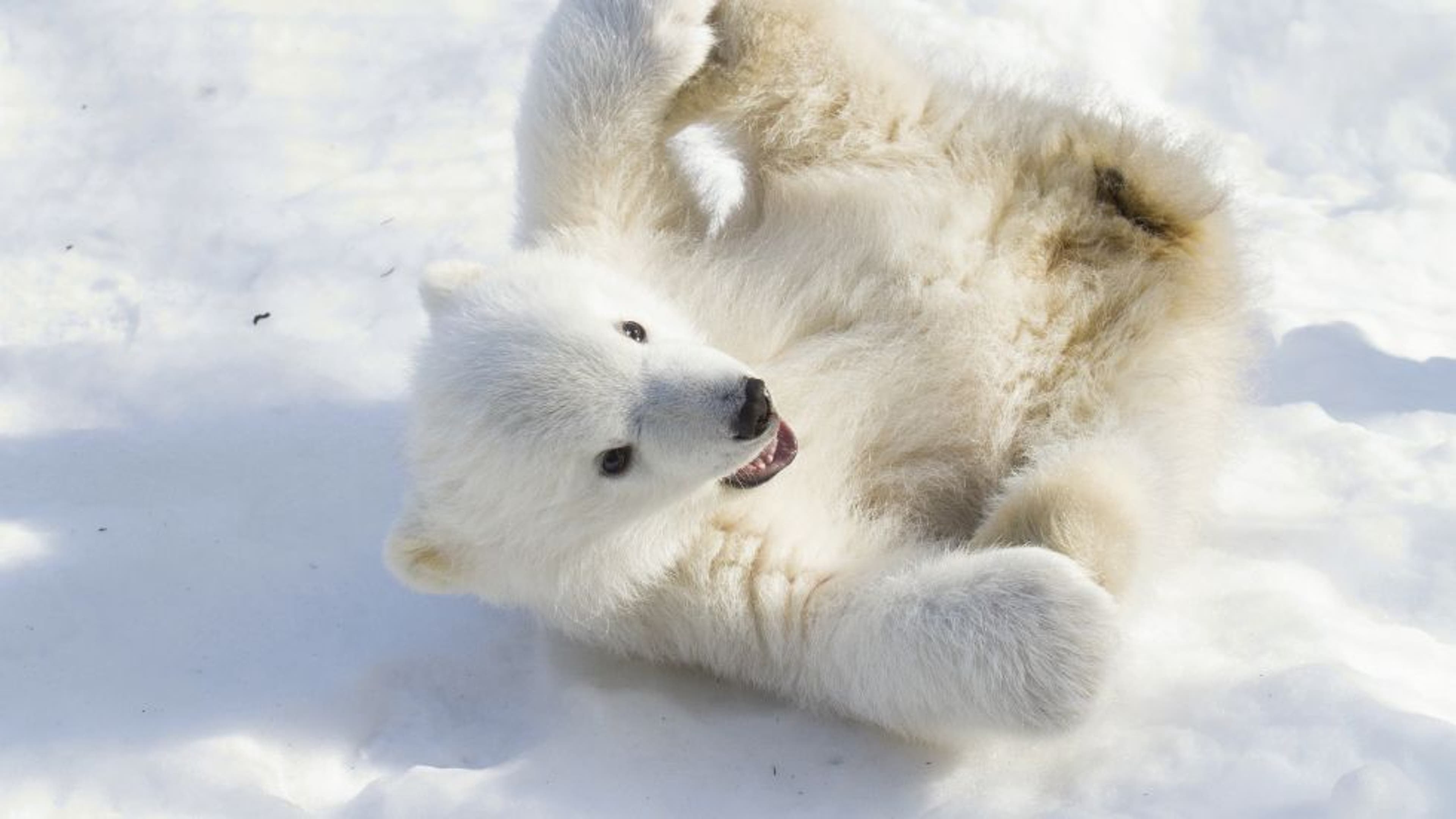 🔥 Polar Bear playing with stick in Svalbard, Norway (photo by Tom Nickels)  : r/NatureIsFuckingLit, image size:3840x2159