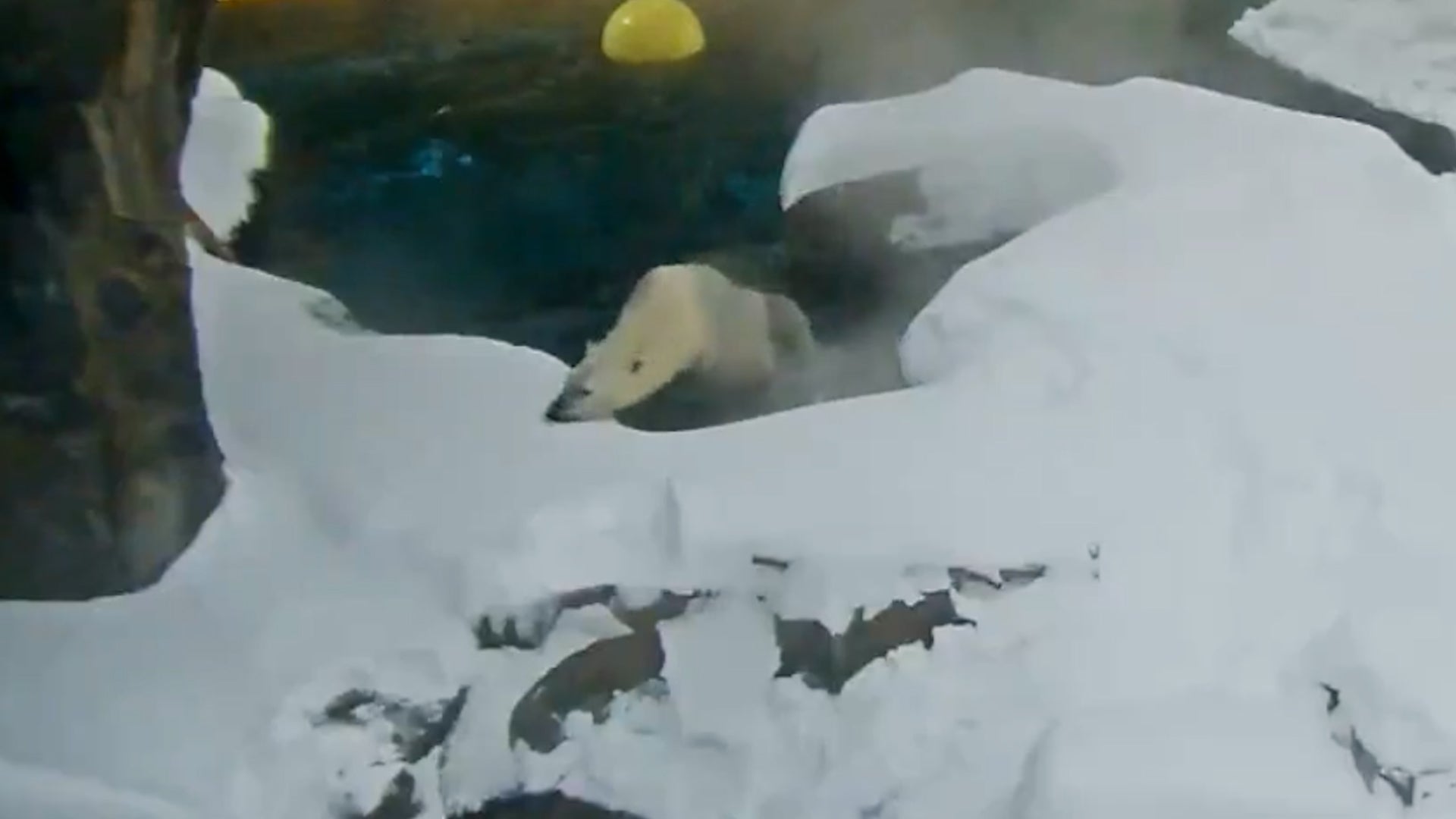 Polar Bear Enjoys Snow From Winter Storm Fern
