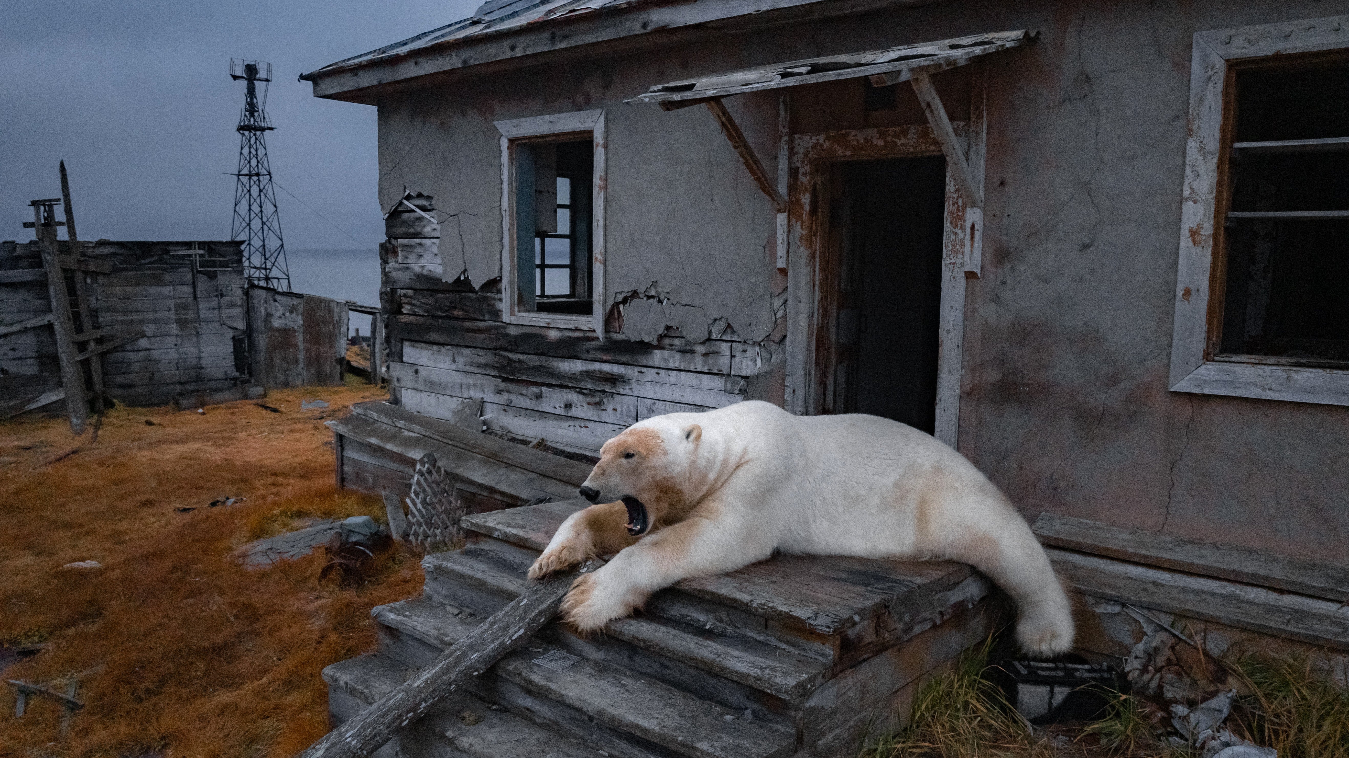 polar_bear.jpg