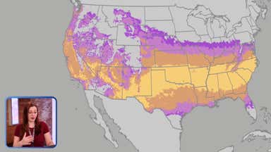 Tree, Grass Pollen Spreading North As May Begins | Weather.com