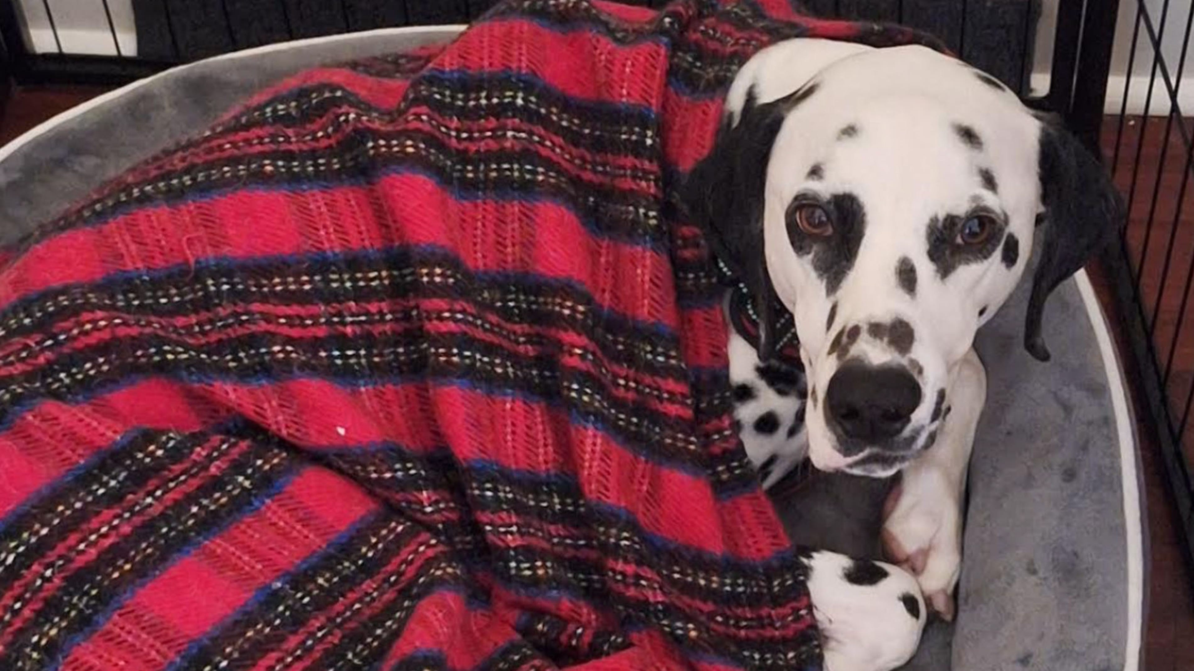 A dalmation.