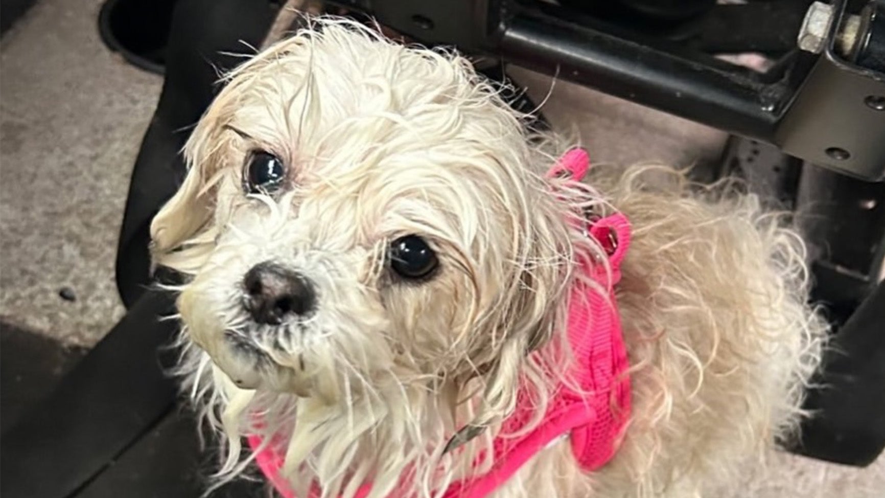 Tiny Dog Rescued From 'Ruff' NYC Waters