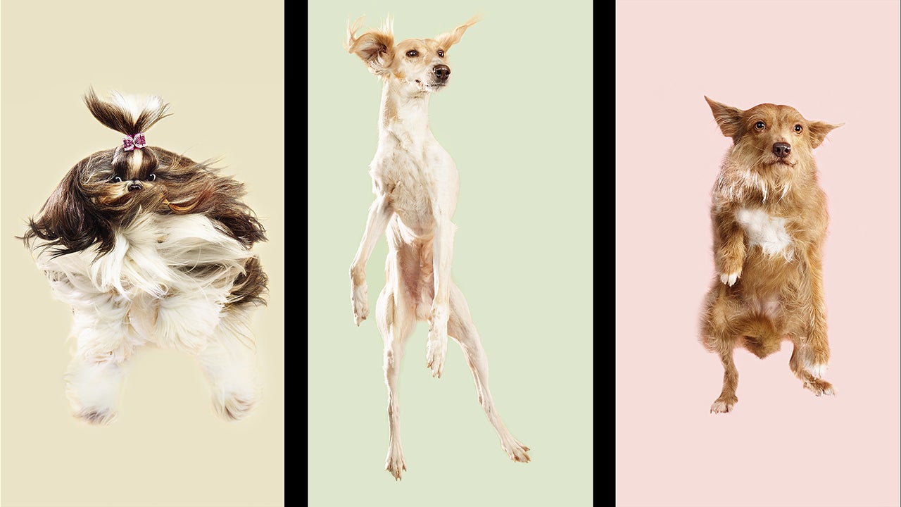 Photographer Inspired to Capture Flying Dogs (PHOTOS)