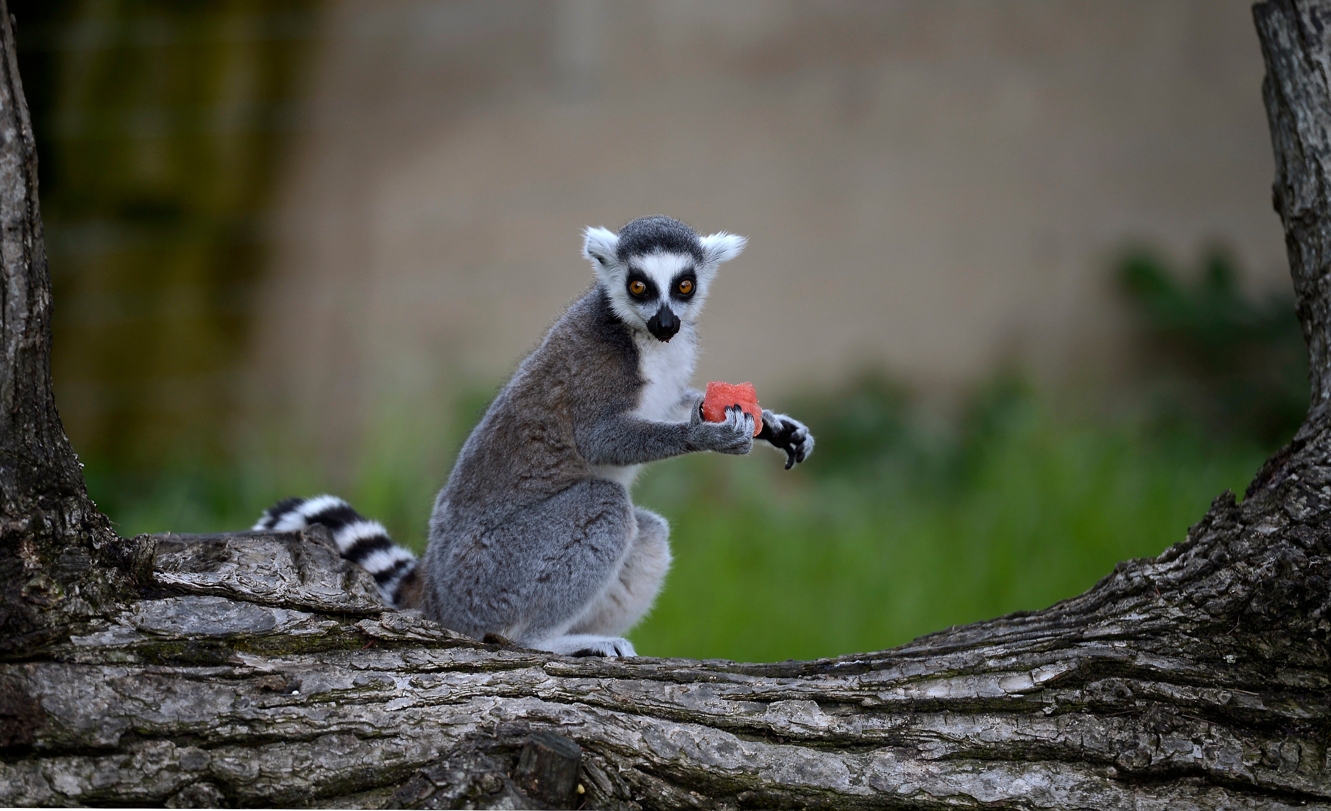 Study 25 Primates on the Brink of Extinction The Weather Channel