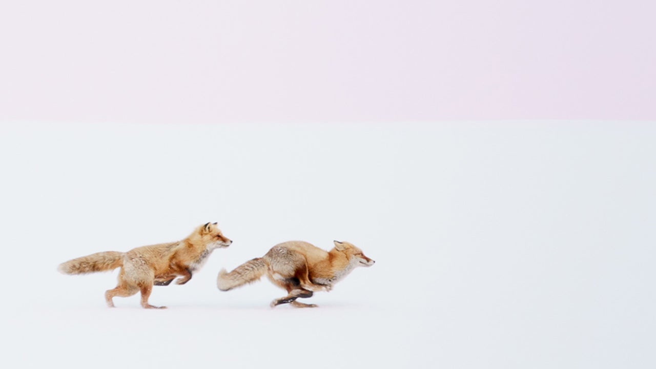 Stunning Photos of Japan's Landscapes and Wildlife