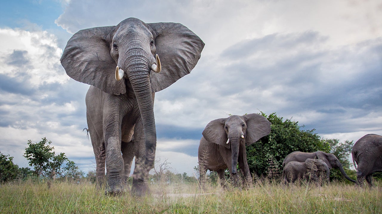 Spectacular Wildlife Photographs From Around the World by Will Burrard-Lucas