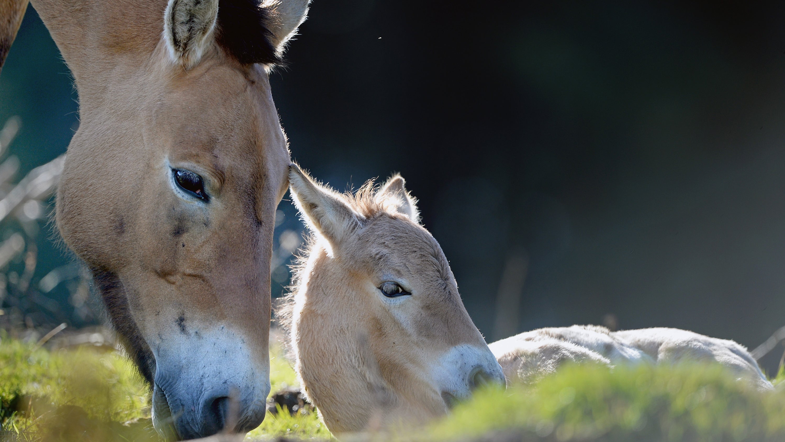The World's Last Wild Horses Are True Survivors | The Weather Channel
