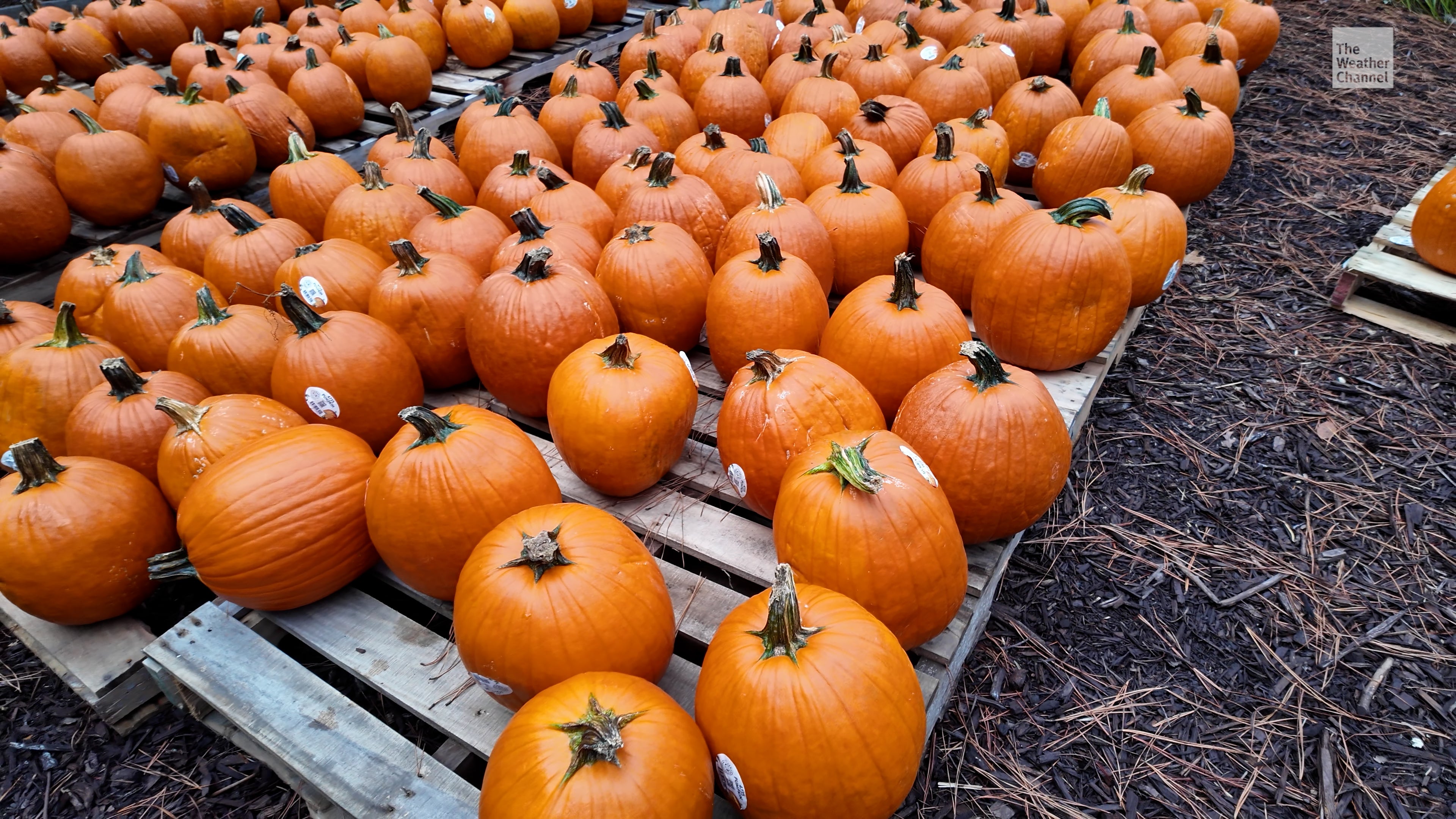 When Should You Pick Your Perfect Pumpkin?