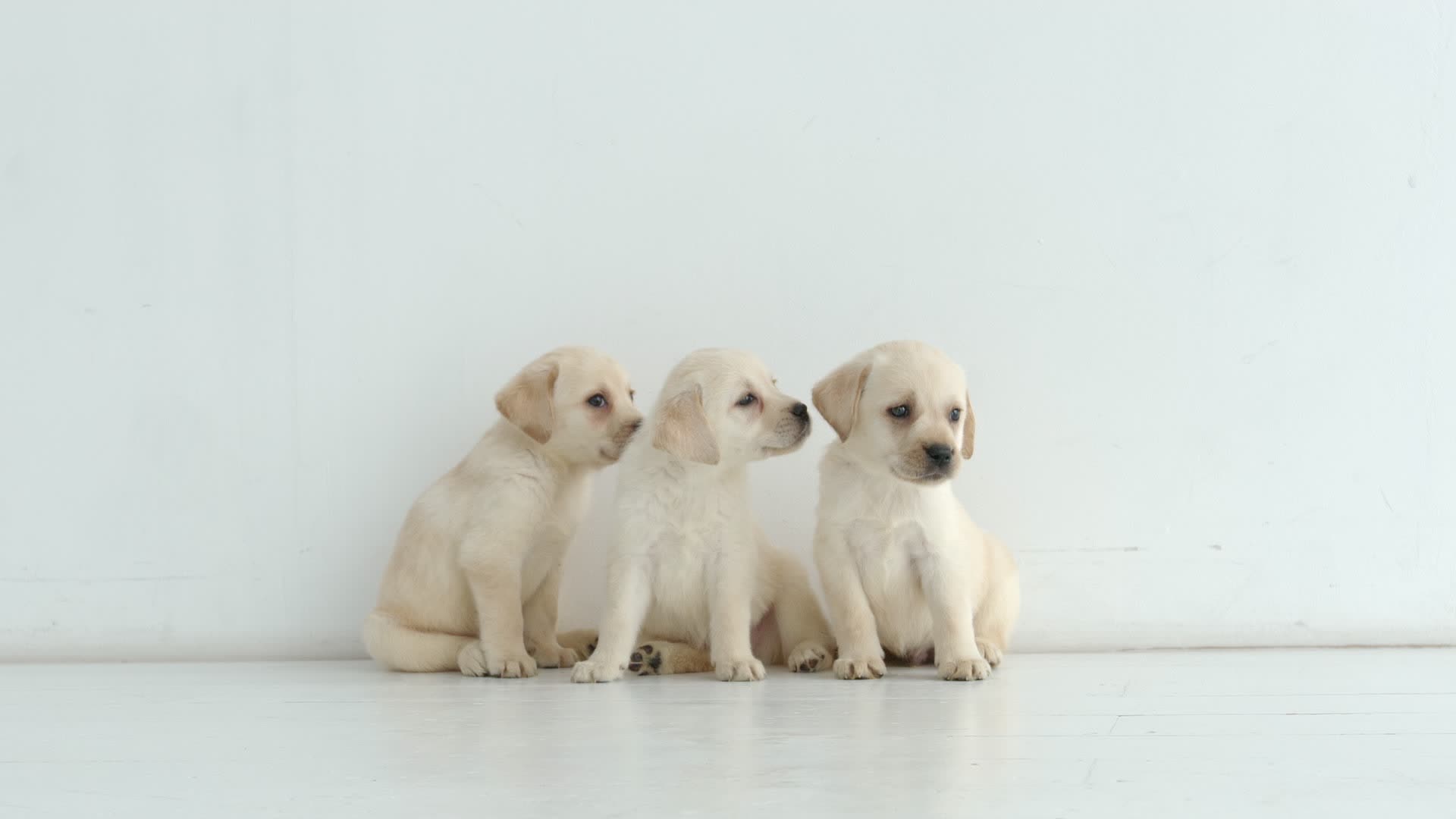 National Puppy Day: Tips For Bringing Home A New Furry Friend