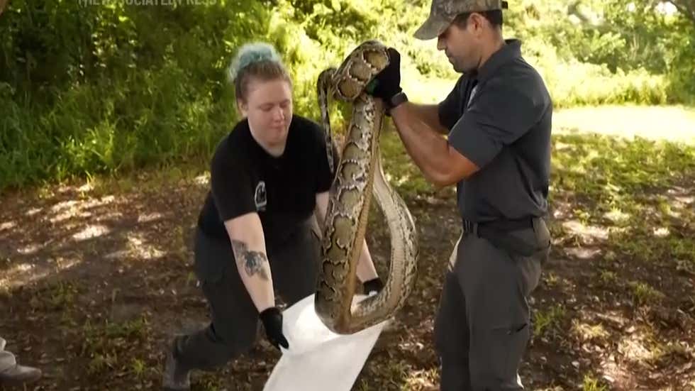 Hundreds Of Python Hunters Descend On FL Videos From The Weather Channel Hundreds of python hunters descend on fl videos from the weather channel