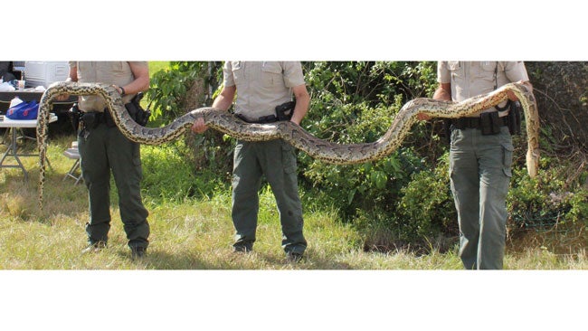 17-Foot Python Found Bathing in Florida Sun | The Weather Channel