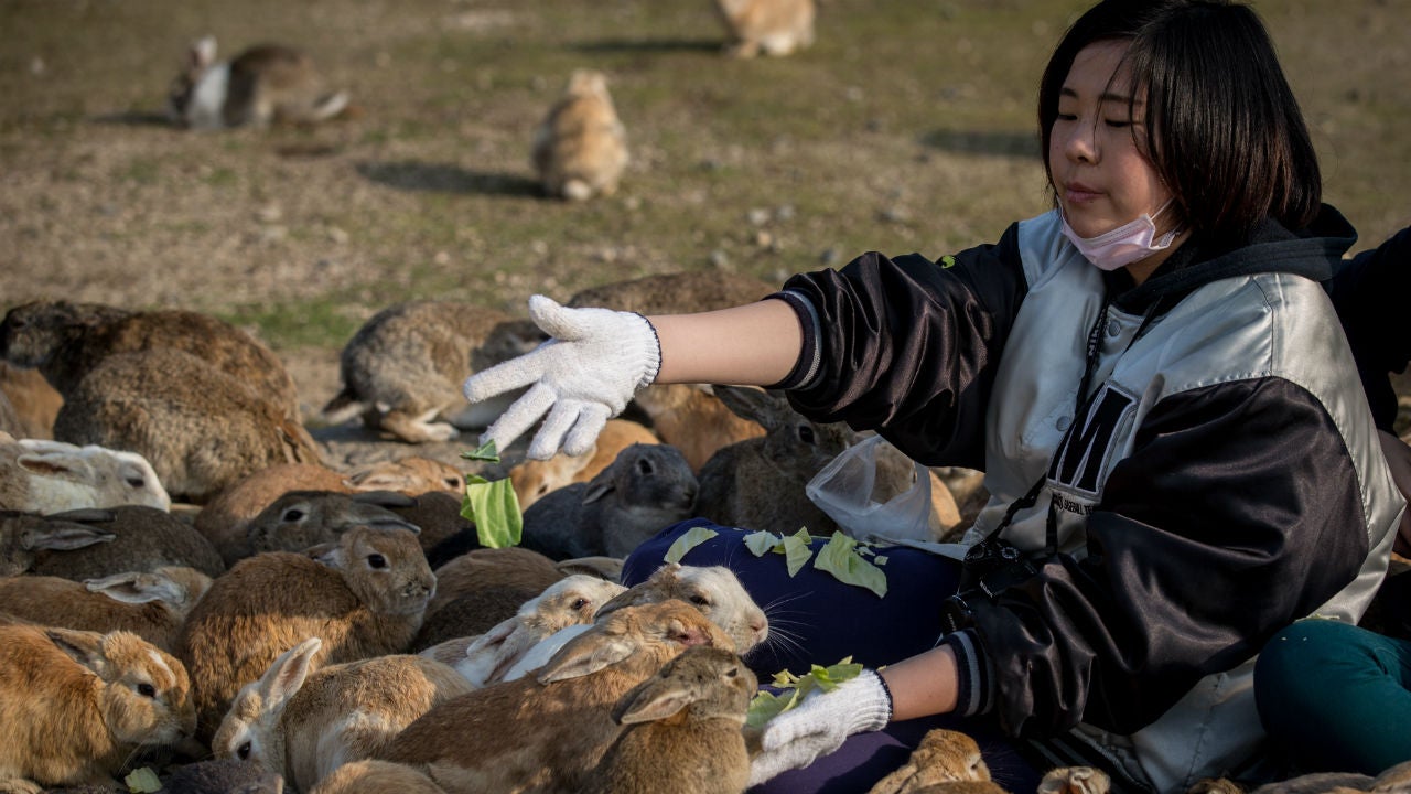 Viral Videos Blamed For Endangering Japan's Adorable Rabbit Island