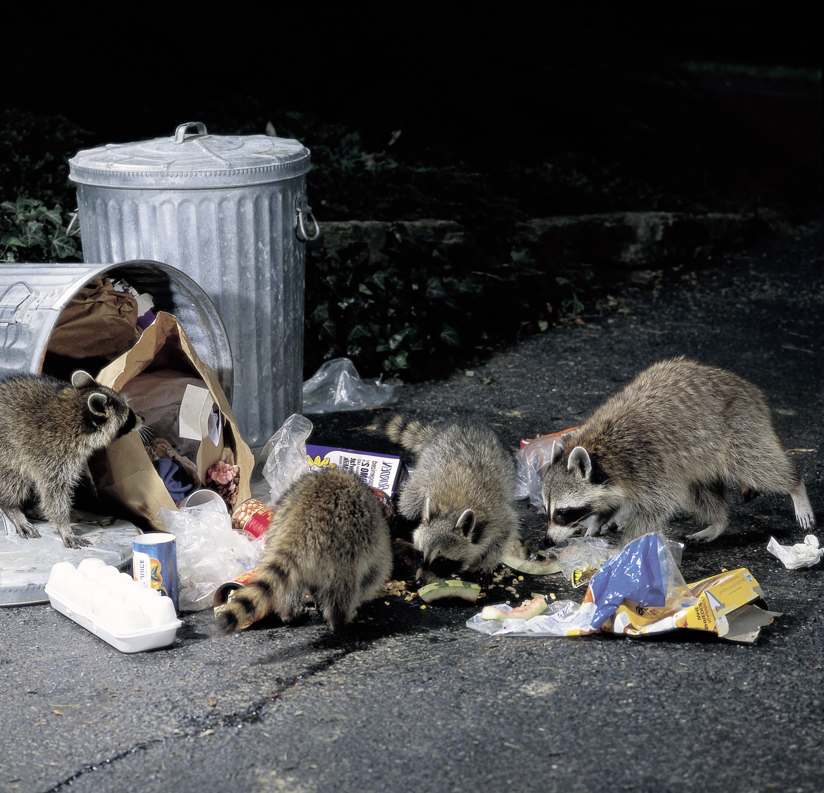 Keep Wildlife at Bay