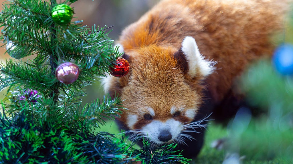 Adorable Red Panda Named 'Tiger' Photographed In Thailand Zoo