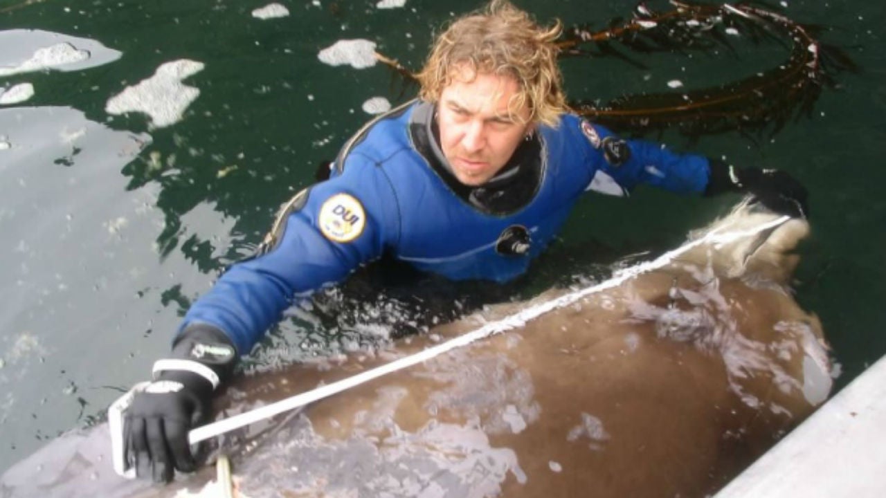 New Beaked Whale Species Discovered In Alaska, Scientists Say | The Weather Channel - The Weather Channel