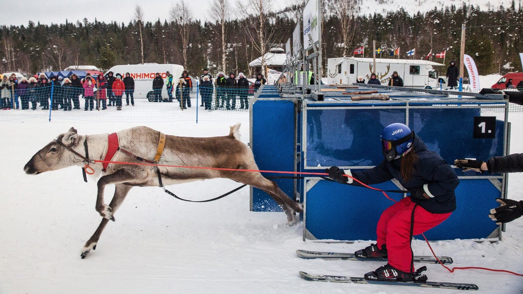 Traditional Reindeer Racing Delights Spectators In Frigid Finland