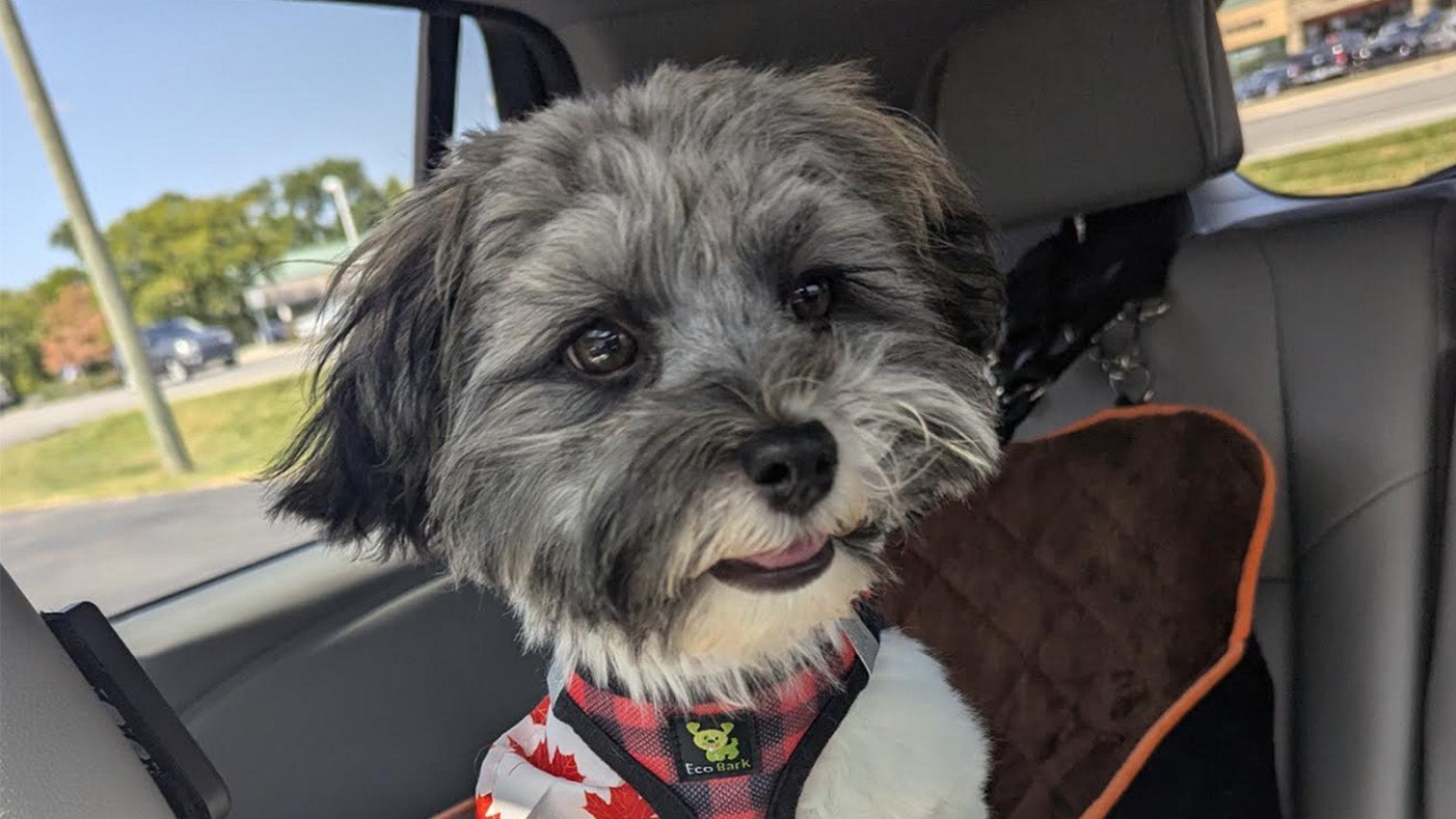 Weather Buddies: 'Remy'