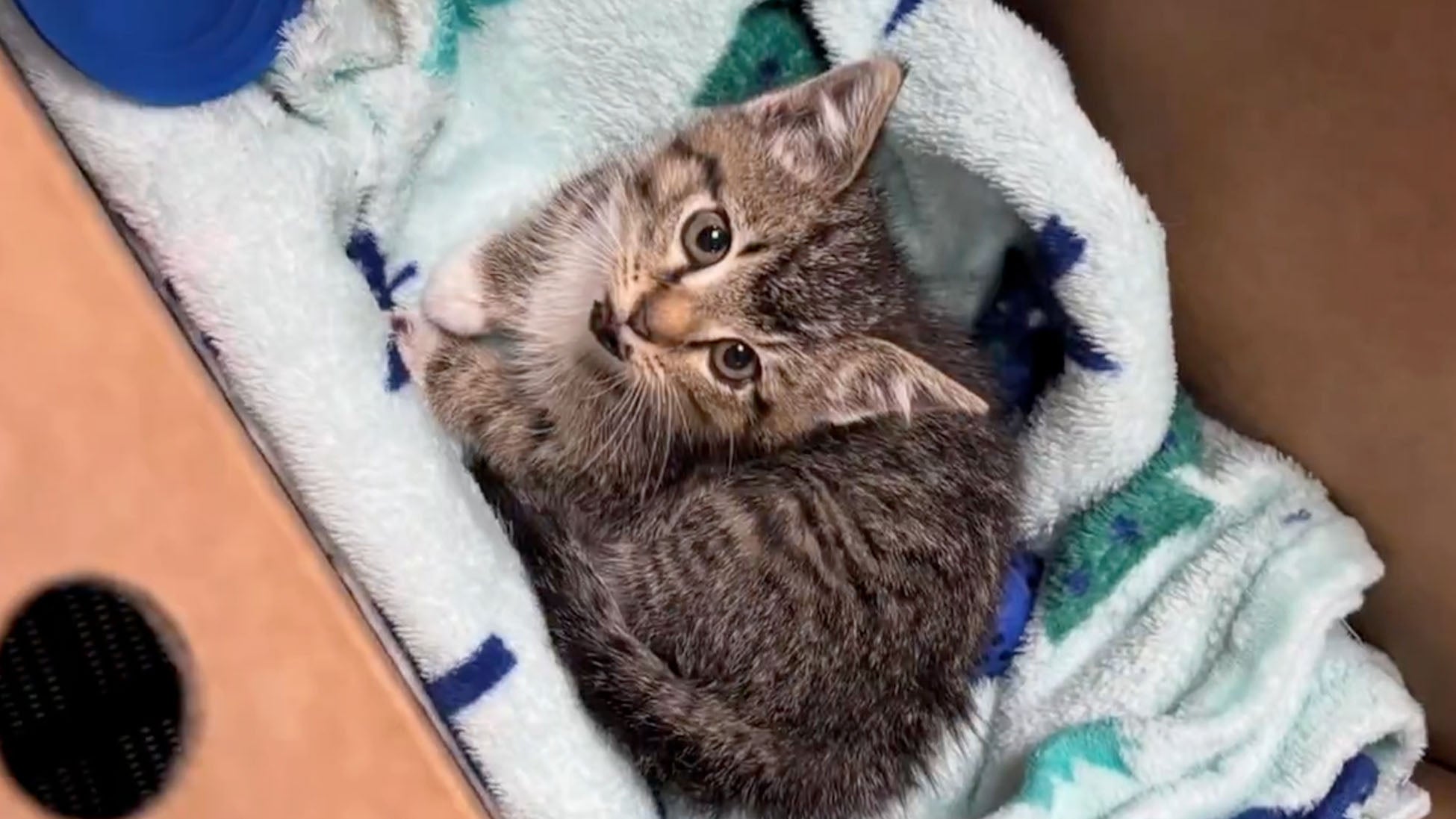 Kitten Saved From Busy Interstate Gets Adopted By Hero Trooper