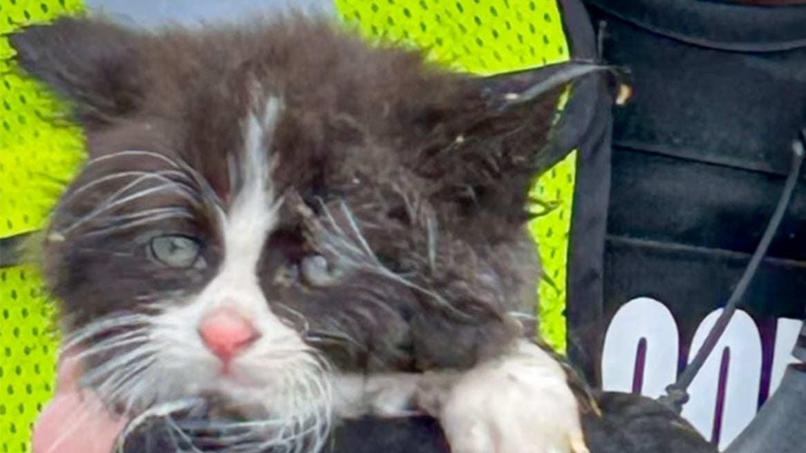 kitten rescued by fire fighters from storm drain