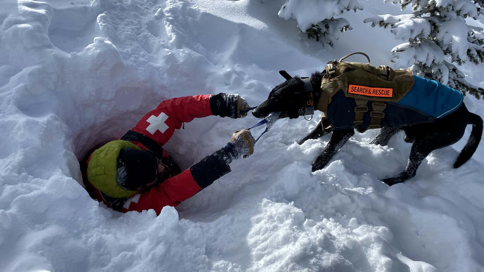 These Avalanche Rescue Dogs Are Bringing Hope On Four Paws