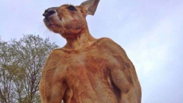 Raging Red Roo Farewell to Roger the Ripped Roo - Videos from The Weather Channel
