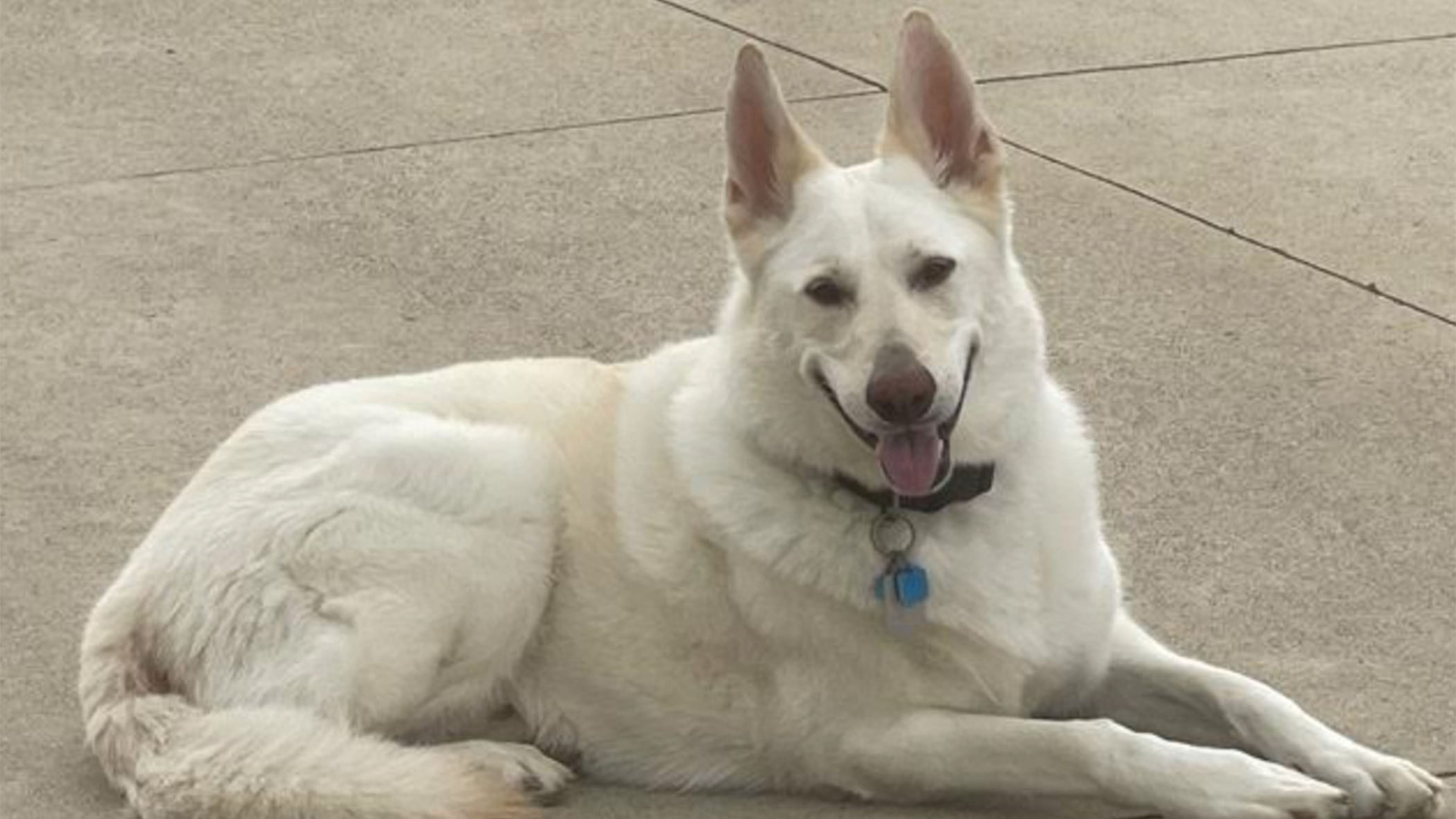 A white dog named Rollo