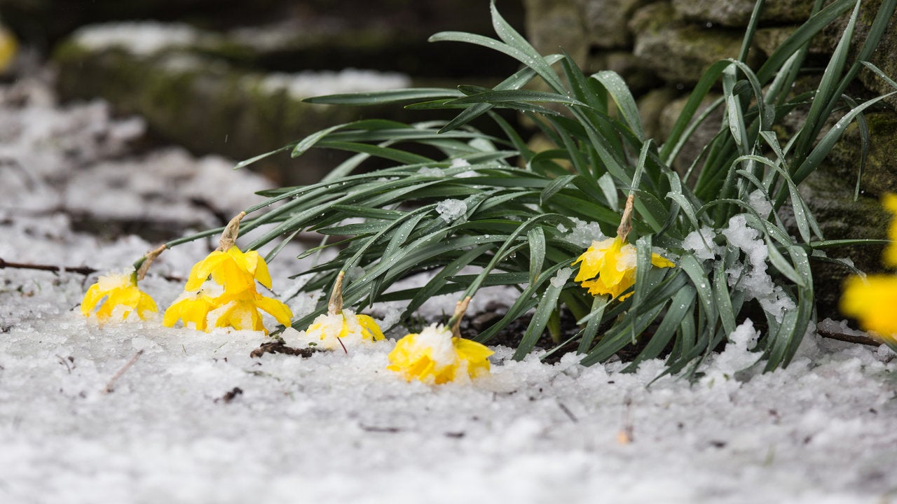 Snow In Spring Why is it more likely to snow in spring than at Christmas? | The ...