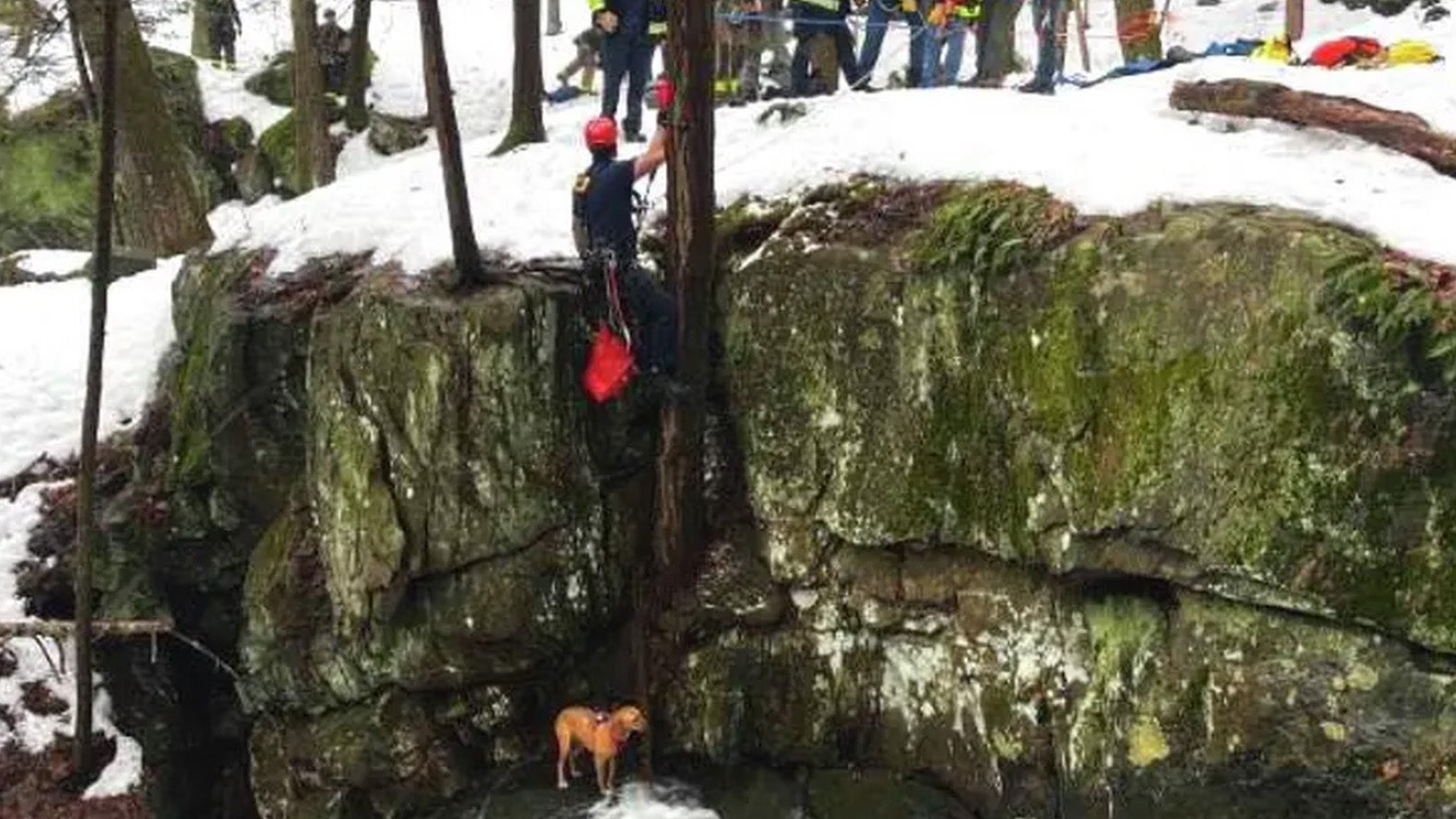 a dog being rescued