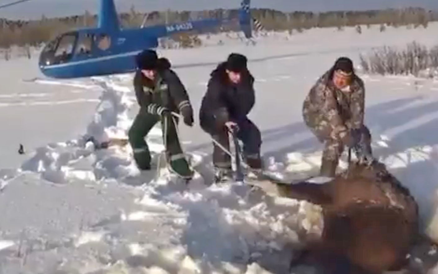 Daring Russian Moose Rescue You Have to See | Weather.com