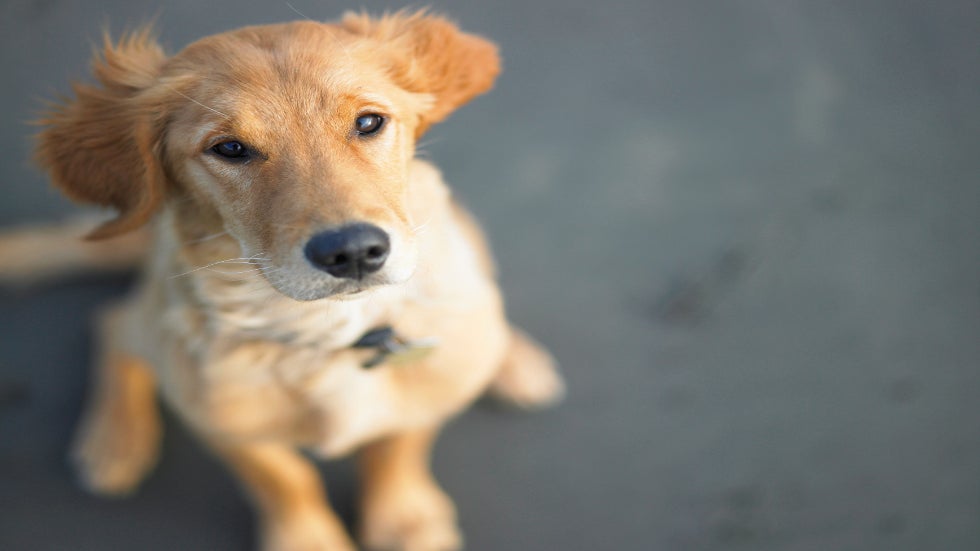 Home Care for the Vomiting Dog