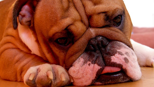 25 Dogs Who Are Over Winter (PHOTOS)
