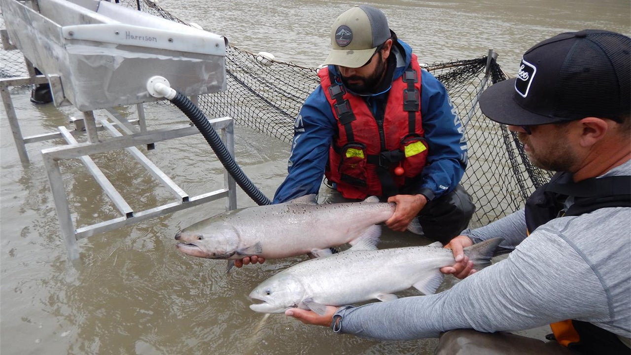 Canada to Airlift Salmon Past a Massive Landslide So They Can Spawn 