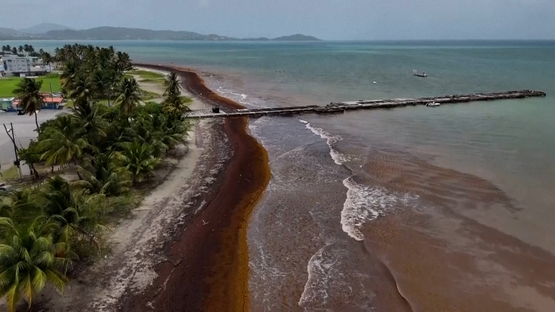 Record Sargassum: Could Your Caribbean Getaway Be Ruined?